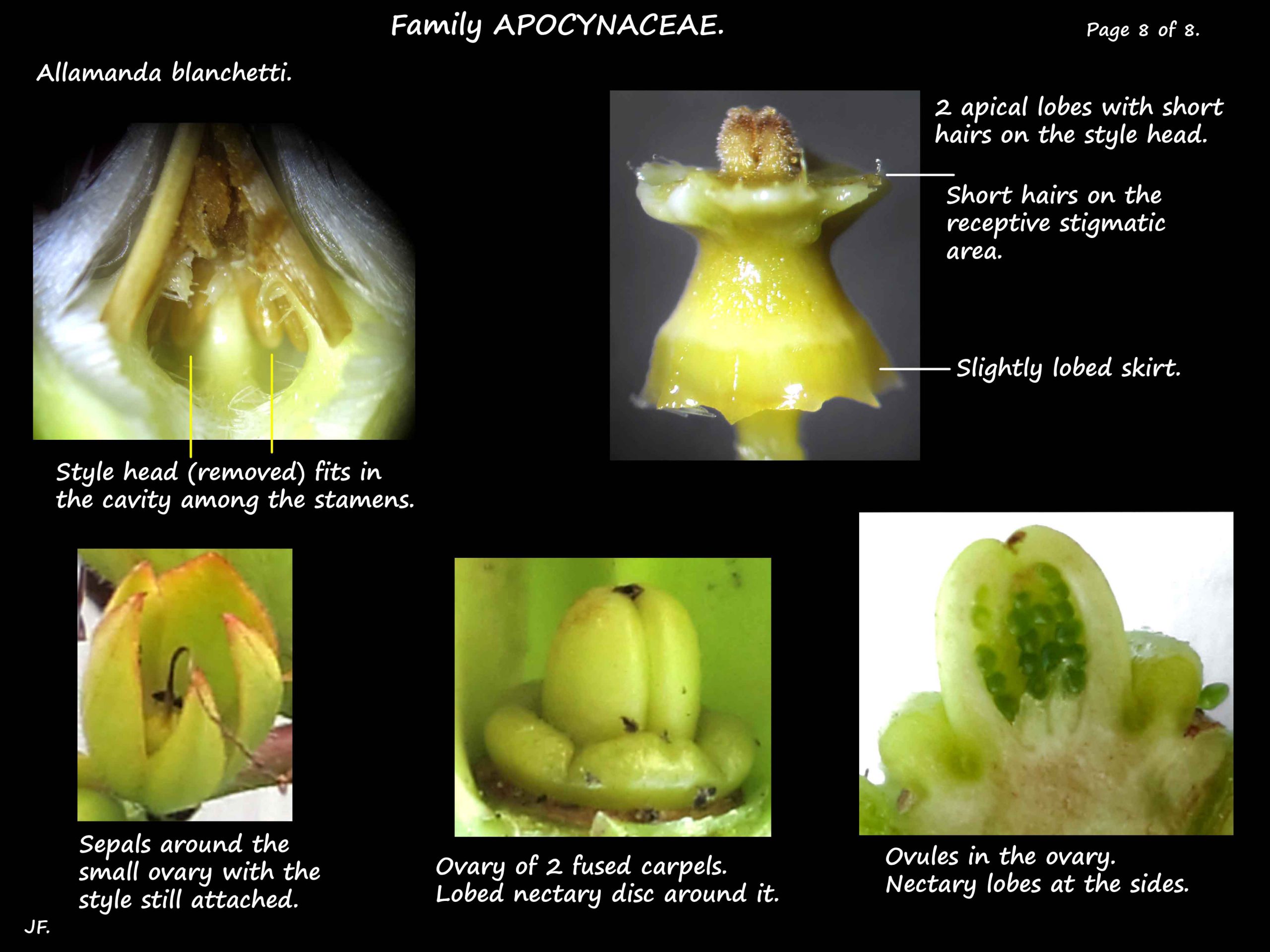 8 Style head, nectaries & ovary in Allamanda blanchetti
